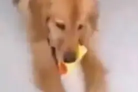 大金毛咬掉了惨叫鸡的头，主人让它给个交代，结果它真给了个胶带视频封面