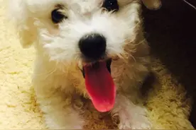 当汪星人爱上喵星人——汪星人白小宝是个什么东东图片