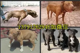 比特犬的训练方法怎么让比特犬咬的更凶猛图片
