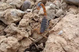 蝎子一年中随季节变化而表现出的四种生活方式。图片