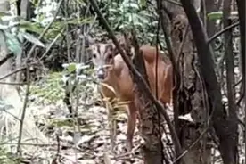 偏远山村出现神秘生物，发出婴儿一样的哭声，走进一看吓一跳！图片