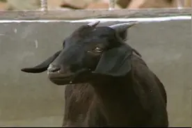 青山羊养殖技术丨这些外貌特征促使青山羊是一种很好的食肉品种