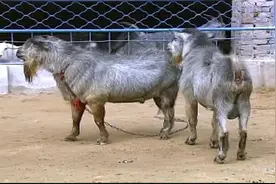 青山羊养殖技术丨要想青山羊品质佳选种是必不可少的工作