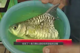 惊呆了！鱼只剩头部没了内脏却依然坚挺的活着
