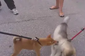 小阿拉斯加和小柴犬打架，感觉卖萌才是它们的真正目的