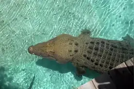 16英尺的鳄鱼，见识一下在水里能跳多高！视频封面