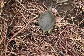 实拍安徽定远城北水库晨练捡一只老鳖太激动了·结果