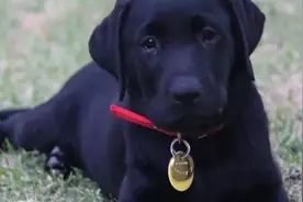 狗狗掉进下水道？新西兰“全职保姆”又出动啦~图片