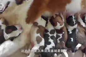 母狗为什么会咬死自己的小狗？答案你可能不爱听！视频封面