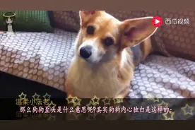 养狗的看过来，狗狗为什么会歪头看你？其实是这个意思！视频封面