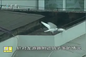 小区楼顶飞来100多只鸽子 太闹心！专家竟给出了这“声音驱赶法”视频封面