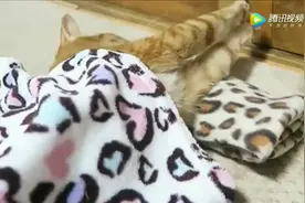 猫咪正在睡觉！突然门后伸出来一个爪子！