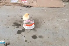 你知道小鸡是怎么喝水的吗？小鸡进食和喝水细节视频！