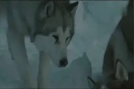 同伴因暴风雪死去，狗狗难过得哭了，被遗留南极眼神好绝望视频封面