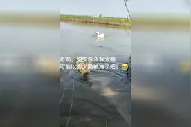 神勇大黄狗，勇救落水大白鹅，奋力将之拖上堤岸视频封面