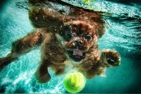 涨姿势！夏季带狗狗游泳必须知道的注意事项，不然你会害死它的图片