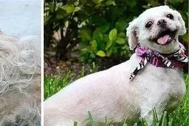 流浪狗的完美蜕变，每一个都惊艳你图片