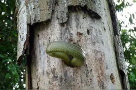 啄木鸟为了保护孩子大战毒蛇，但嘴巴再厉害也敌不过毒牙图片