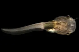 奇趣大自然，蝌蚪变青蛙的全过程动图图片