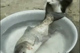 追逐乒乓球的喵星人，简直萌呆了图片