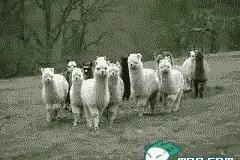 盘点！深圳人租房常备APP，这6个最好用图片