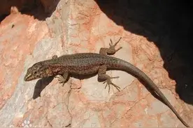 蜥蜴也能养图片