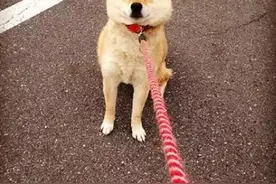 哈士奇：别再叫我"撒手没"，我不想回家是有原因的图片