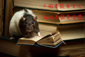 东北异闻：老鼠成精炕上坐，比猫还大的白耗子竟是上古灾兽图片