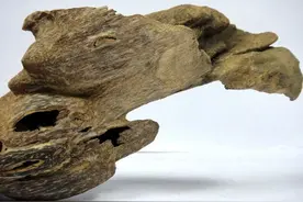 历代医学家对沉香治病的一些记载（上）图片