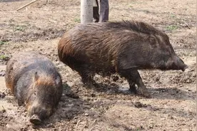 土豪姑娘养野猪当宠物，300元一罐的奶粉天天喂图片