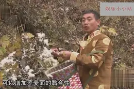 藏族小伙用野生棉花做荞麦面，吃一大碗干一天活也不会觉得饿