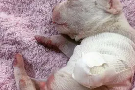 可怜小比特犬脚掌竟被自己妈妈吃掉，可之后遇见猫妈妈变成这模样图片