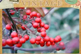 魅力之选——XTS用车半年，上演魅力写照图片