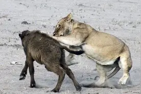 一群野牛为争夺小牛大战狮群，激烈的战斗让人看了大为震撼！图片