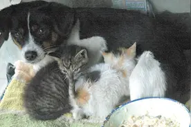 猫妈妈不幸车祸身亡 ，狗狗主动上门照顾做起奶妈图片