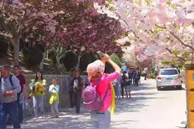 赤山樱花盛放 快来看缤纷之美图片