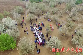 “海棠花上谷时节” 中国怀来第十一届海棠花节图片