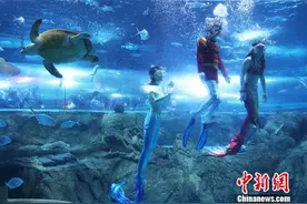 “人鱼小姐”亮相南京海底世界上演《美人鱼之恋》图片
