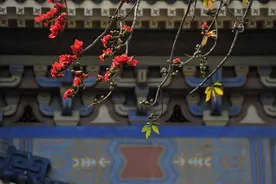 这棵广州木棉王348岁，入选“中国最美古树”图片