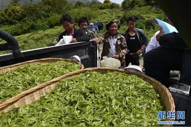 西藏墨脱：茶业变成致富“金叶”图片