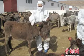 新疆南部口岸活畜进口一季度增长2.1倍图片