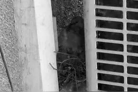 斑鸠在窗外“生儿育女” 老夫妻“大门不出”悉心呵护图片