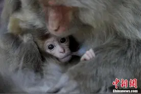太行野生猕猴进入生育高峰 动人瞬间尽显母子情深图片