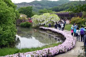 日本：紫藤秀美引游人图片