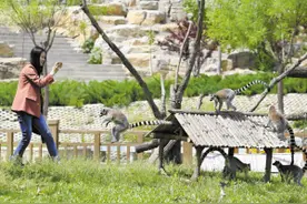 五一”疯狂动物园 萌物猛兽都来啦图片