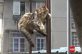 喵星人被钢管穿透身体 房顶上“挂”了2天图片