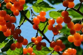 武定大石房村樱桃节 醉了游人富了民图片