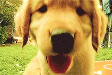 一只金毛的微笑究竟有多大能量？（其他犬种服不服）图片