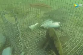 诱鱼铁笼入口这么小，大鱼究竟是怎么钻进去的？