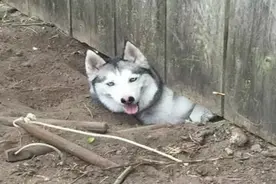 二哈又学了神技能——挖洞，你和谁学得这一招？图片